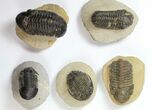 Lot: Assorted Devonian Trilobites - Pieces #133939-4